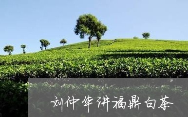 刘仲华讲福鼎白茶/2023061567340