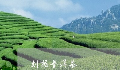 刘扬普洱茶/2023090600624