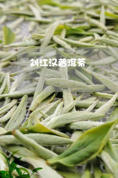 刘江汉普洱茶/2023042691695