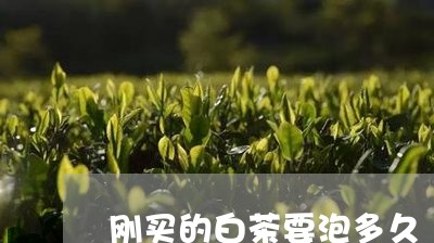 刚买的白茶要泡多久/2023081363128