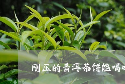 刚压的普洱茶饼能喝吗/2023061456370