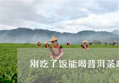 刚吃了饭能喝普洱茶吗/2023061542836