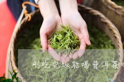 刚吃完饭能喝普洱茶吗/2023092661685