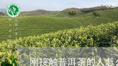 刚接触普洱茶的人怎么样/2023102582692