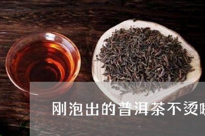 刚泡出的普洱茶不烫嘴/2023092603027