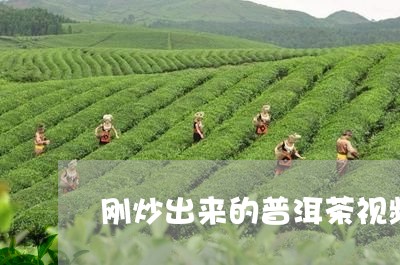 刚炒出来的普洱茶视频/2023062281925