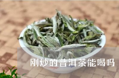 刚炒的普洱茶能喝吗/2023101752603