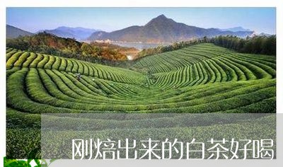 刚焙出来的白茶好喝/2023071576069