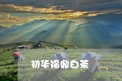 初华福鼎白茶/2023111681683