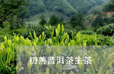 初善普洱茶生茶/2023102619382