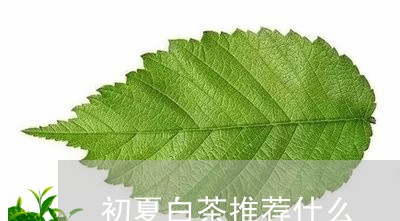 初夏白茶推荐什么/2023061529260