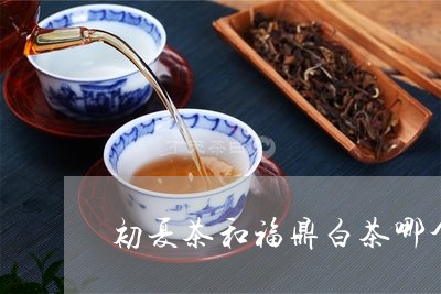 初夏茶和福鼎白茶哪个好/2023092104847