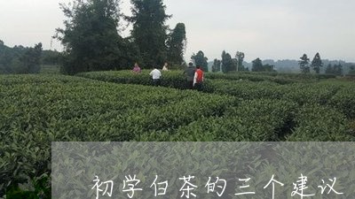 初学白茶的三个建议/2023071510626