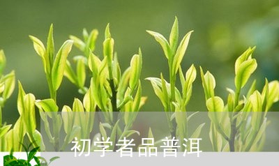 初学者品普洱/2023090745268