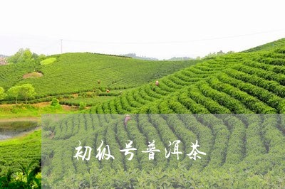 初级号普洱茶/2023091225250