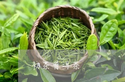 初茶普洱茶/2023090640684