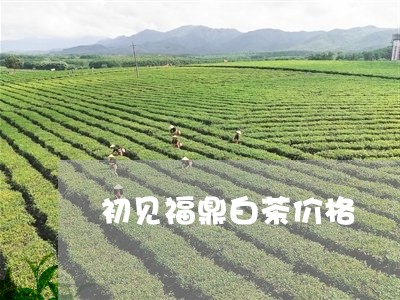 初见福鼎白茶价格/2023112640693