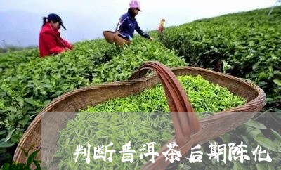 判断普洱茶后期陈化/2023091404026