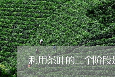 利用茶叶的三个阶段是/2023061268350