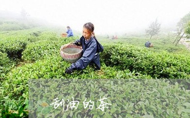 刮油的茶/2023090160480