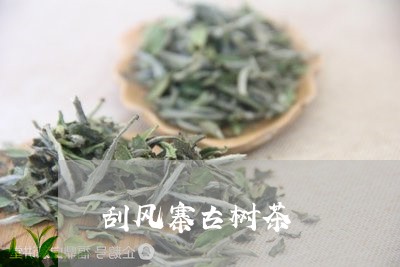 刮风寨古树茶/2023042997929