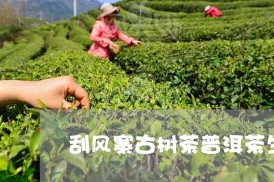 刮风寨古树茶普洱茶生茶200g/2023121520474