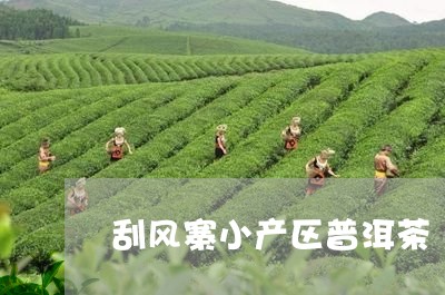 刮风寨小产区普洱茶/2023121561506