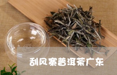 刮风寨普洱茶广东/2023082856151