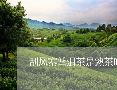 刮风寨普洱茶是熟茶吗/2023120611502