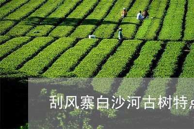 刮风寨白沙河古树特点/2023061036370