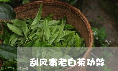 刮风寨老白茶功效/2023082647261