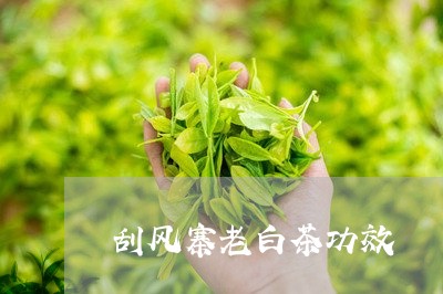 刮风寨老白茶功效/2023111788179