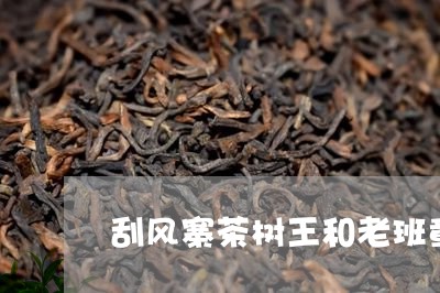 刮风寨茶树王和老班章/2023061257581