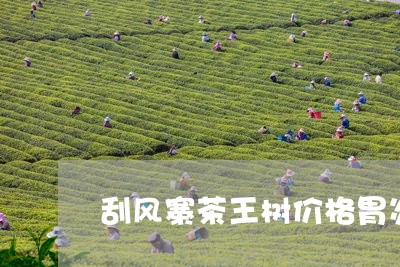 刮风寨茶王树价格胃炎能喝普洱茶吗/2023060390584