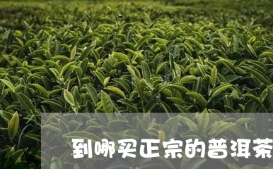 到哪买正宗的普洱茶饼/2023120749482