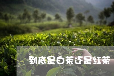 到底是白茶还是红茶/2023081222614