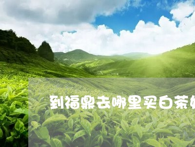 到福鼎去哪里买白茶好喝/2023092259715