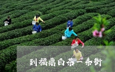 到福鼎白茶一条街/2023090905171