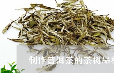 制作普洱茶的茶树品种/2023080223928