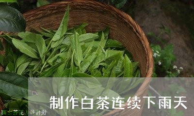 制作白茶连续下雨天/2023121762937