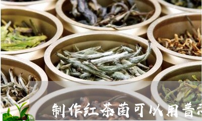 制作红茶菌可以用普洱茶吗/2023051079583