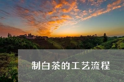 制白茶的工艺流程/2023061531704