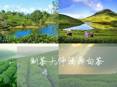 制茶大师福鼎白茶/2023061588504