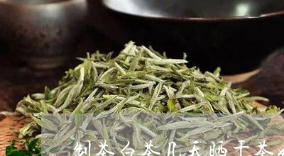 制茶白茶几天晒干茶好喝/2023063059713