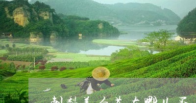 刺梨美白茶在哪儿买/2023071510491