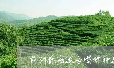 前列腺癌适合喝哪种茶/2023071481695