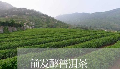 前发酵普洱茶/2023042755636