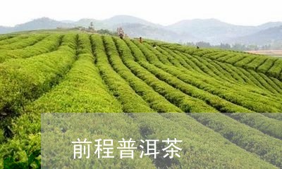 前程普洱茶/2023090583827