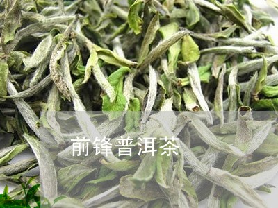 前锋普洱茶/2023090588491