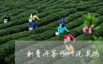 剩普洱茶可以浇花吗/2023120570581